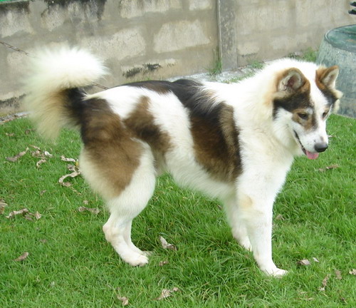 Bangkaew Dog5